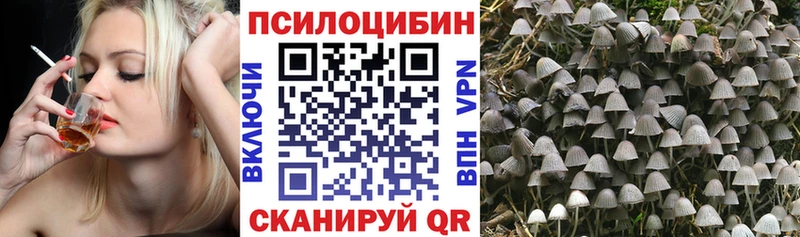 дарнет шоп  Заволжье  Галлюциногенные грибы мицелий 